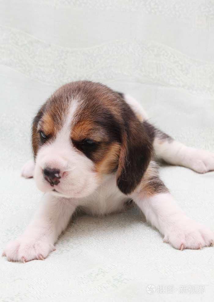 小狗比格犬