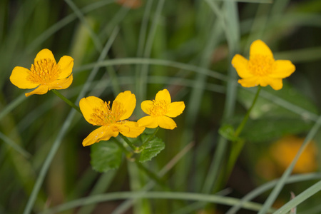 caltha 沼泽红假单胞菌