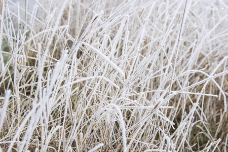 一幅美丽的图画, 白色的草和秋天的植被覆盖着霜和雪.照片