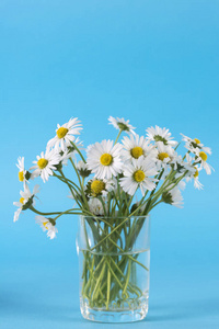 演播室蓝色背景玻璃花瓶中的白菊花花花束