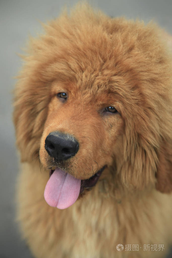 藏獒狗犬