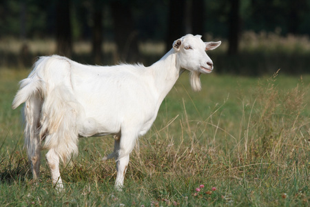 白山鸭绿江白山羊照片