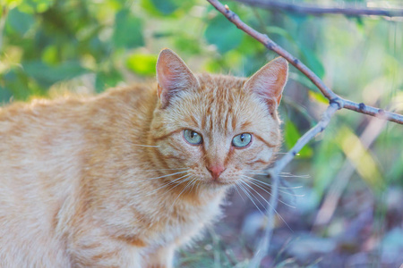 成年家养猫坐在草地上