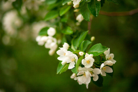在灿烂的夏日阳光下, 一个绿色的苹果树枝与白花开花的花朵的特写