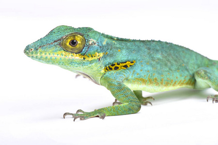 Anolis baracoae, baracoae 巨人变色龙, 古巴