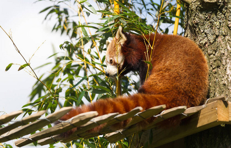 红熊猫在大树上吃竹子