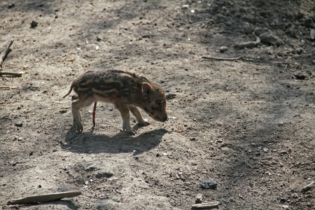 野猪