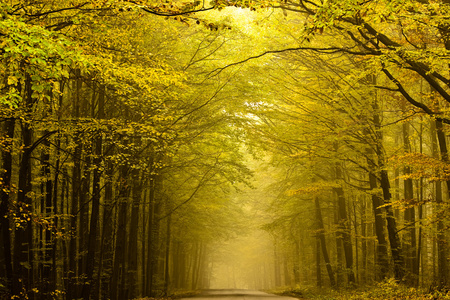 居中在秋天的森林中的神秘道图片