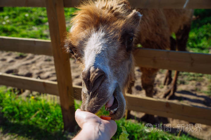 喂养动物.周末在动物园