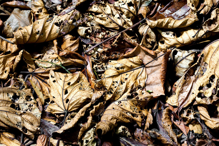 落叶森林地板上腐朽的背景