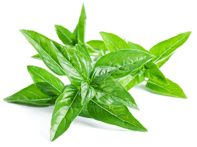 罗勒叶图片-罗勒叶素材-罗勒叶插画-摄图新视界