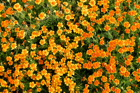 橙花金盏花山水夏日图片