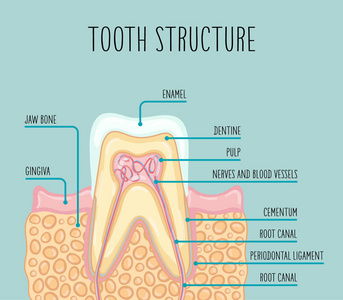 健康人牙结构的向量例证。插图适用于牙科海报传单等。