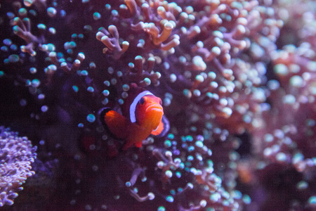 Ocellaris 小丑 Amphiprion Ocellaris 在珊瑚礁上进出海葵