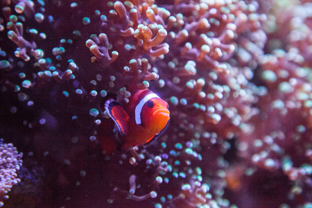 Ocellaris 小丑 Amphiprion Ocellaris 在珊瑚礁上进出海葵