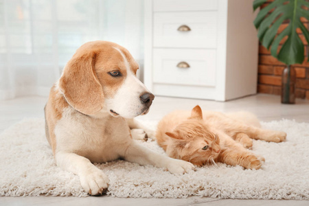 可爱的猫和狗躺在地毯上的家.动物友谊照片