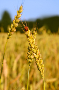 瓢虫和小麦的耳朵