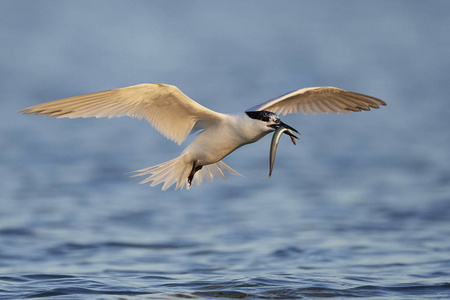 丹麦自然栖息地的三明治燕鸥