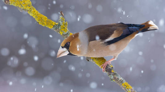 雄 hawfinch 栖息在一个地衣覆盖枝在雪冬