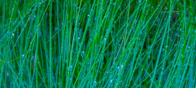 湿五颜六色的绿草与雨滴。图片描绘新鲜的草甸草与露滴。宏视图, 关闭