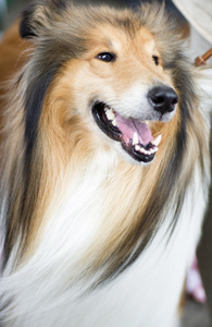 可爱高野棕褐色和白色的设得兰群岛牧羊犬照片