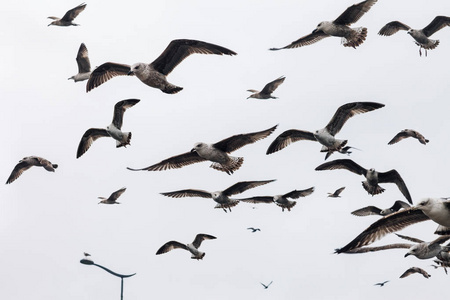 一大群海鸥在空中飞翔。自然背景
