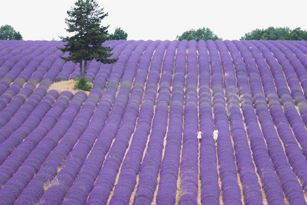 法国普罗旺斯田野上的薰衣草紫色花朵