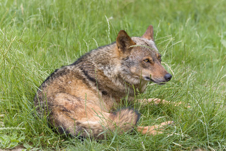 如发现在西班牙和葡萄牙的伊比利亚狼照片