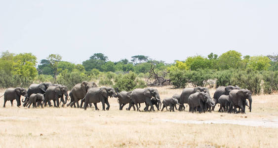 大象在大草原的津巴布韦, 南非