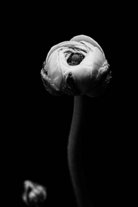 最著名的花, 艺术品, 烟熏花, 玫瑰和郁金香, 玫瑰在黑暗中, 花在黑和白色, 关闭, 黑色背景