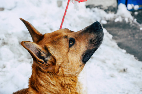 快乐的生姜红狗看着感兴趣的东西。冬季天气中的宠物肖像