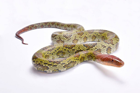 100花 ratsnake, Orthriophis moellendorffi