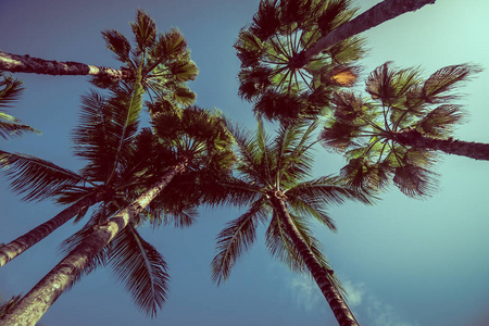 美丽的热带和自然椰子树与天空背景复古过滤器