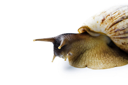 在白色背景下孤立的巨型非洲蜗牛。螟螺