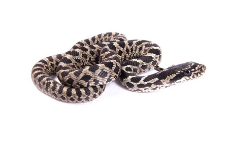 四内衬 ratsnake, 王锦 quatuorlineata