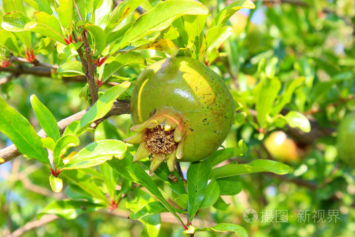 绿石榴在树枝上