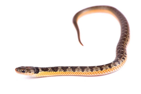 金腹蛇, Liophis poecilogyrus