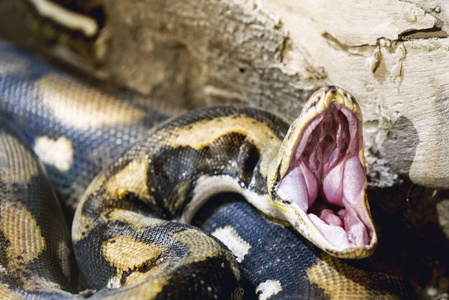 蟒蛇张开嘴巴的样子图片