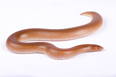 索马里沙蟒蛇, Gongylophis colubrinus rufescen