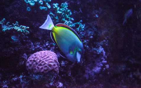 粉褐色刺尾鱼 Acanthurus japonicas 游过珊瑚礁