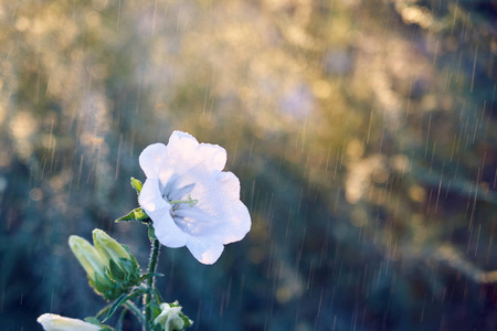 夕阳下的美丽花朵在雨中图片