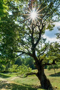 阳光透过一棵华丽的老橡树在郁郁葱葱的绿色夏日草地上闪耀