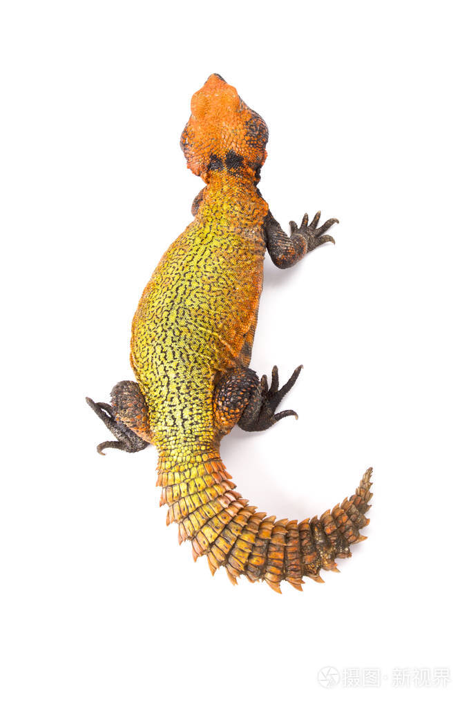 uromastyxacanthinura北非刺尾蜥蜴摩洛哥
