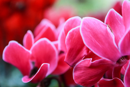 美丽的粉红色和红色的仙客来花, 在树叶上奇特的图案, 种植在花园的花盆
