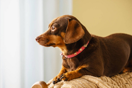 小腊肠犬 purebreed 长体短条腿的小狗坐在放松和冷却方式对室内的沙发沙发