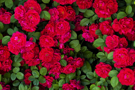 图片在桌面纹理的红玫瑰和绿叶, 美丽的花园照片