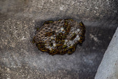 大黄蜂巢黄蜂 polist.黄蜂巢与黄蜂坐在它.