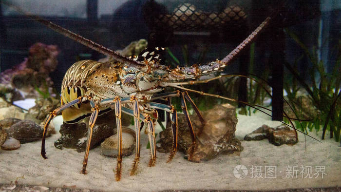 刺龙虾也叫石龙虾palinuridae牧草