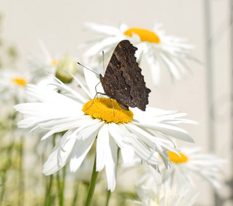 蝴蝶在阳光明媚的日子里, 在花园里吮吸着菊花的花蜜。特写图片