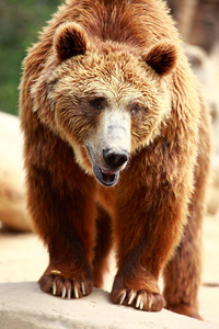 棕色的熊寻找食物在马德里动物园照片